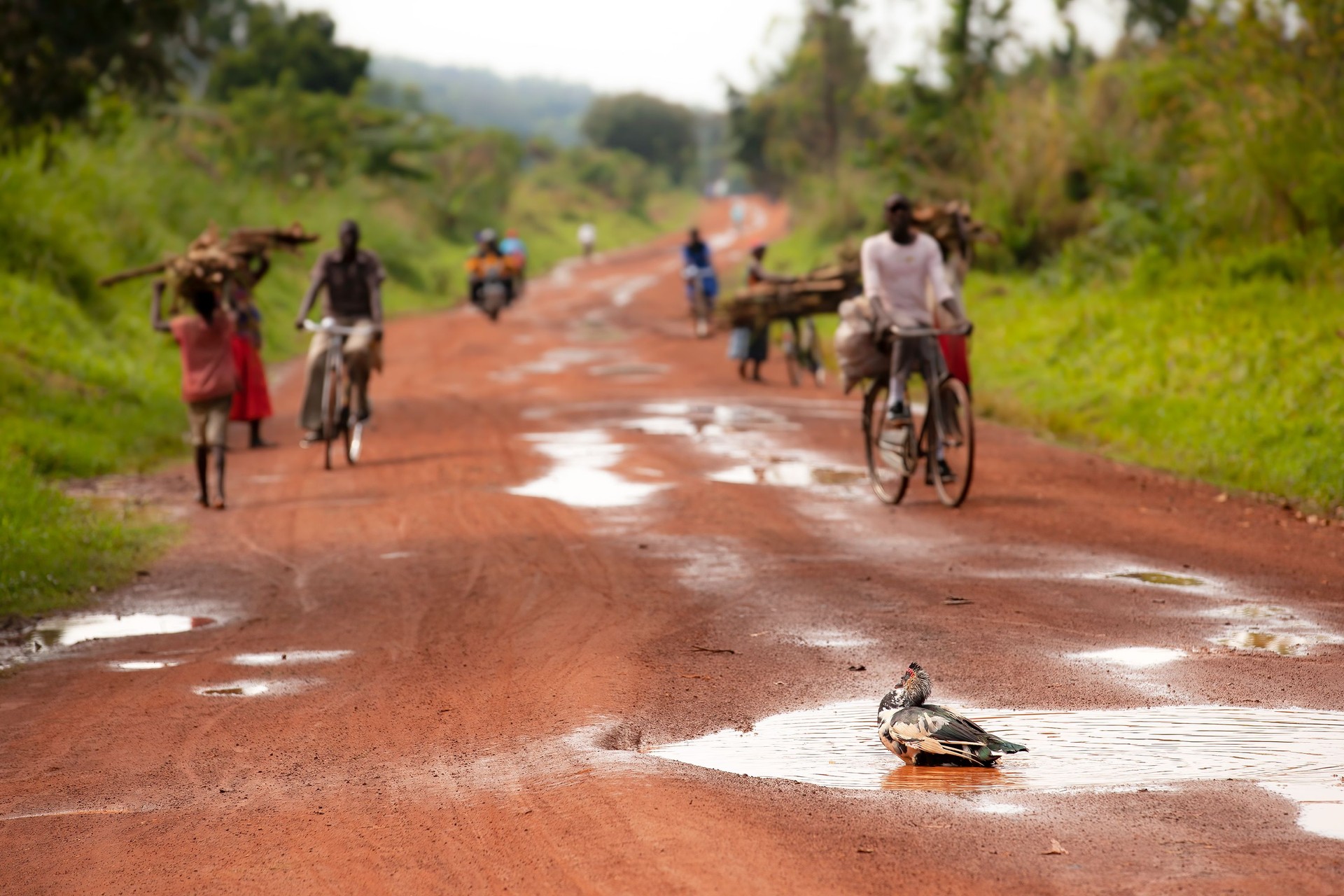 Duck Playing in water on dirt road
